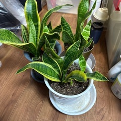 植物3点セット（2）の画像