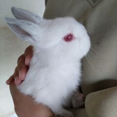 子ウサギ　4匹