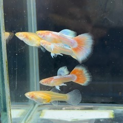 【なかひらぼブリード】RREAパンジー（レッドトパーズ、RREAアクアマリンレッドテールタキシード）　1ペアセット〜期間限定メス1匹サービス〜の画像