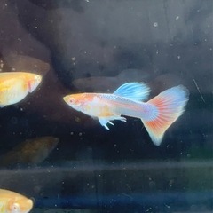 【なかひらぼブリード】RREAパンジー（レッドトパーズ、RREAアクアマリンレッドテールタキシード）　1ペアセット〜期間限定メス1匹サービス〜の画像