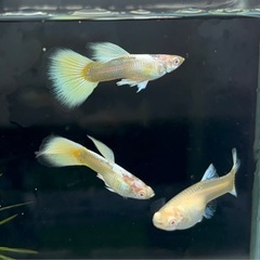 【なかひらぼbreed】RREAドイツイエロータキシード2ペア（限定特価）の画像