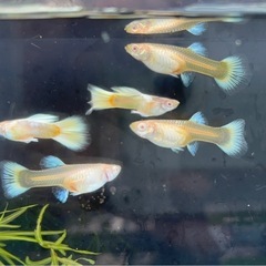 【なかひらぼbreed】RREAドイツイエロータキシード2ペア（限定特価）の画像