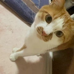 きなこ　鍵しっぽのツンツンな推定2歳6ヶ月の男の子