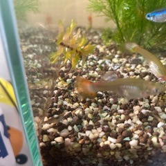 グッピーエビ
の画像