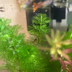 グッピーエビ
の画像