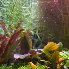 ゴールデンチェリーシュリンプの若エビ12月②の画像