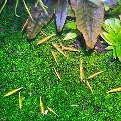 ゴールデンチェリーシュリンプの若エビ12月②の画像