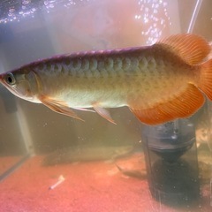 決定　600ワイド水槽　濾過器付　生体も相談可の画像