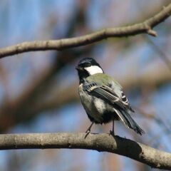 Xacti DMX-HD1000 ポケットに入るスリムボディーで広がる新しいムービーライフ　「Ｗｅｂで使えるハイビジョン・デジタルムービーカメラ」の画像