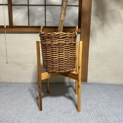 観葉植物　フィカスの画像