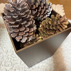 松ぼっくりの画像