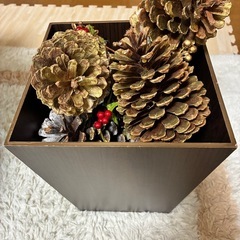 松ぼっくりの画像