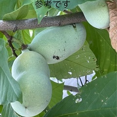 ポポーの苗　① ぬき苗でのお渡しの画像