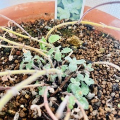 【ハーブ植物】キャットミントの画像