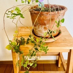 【ハーブ植物】キャットミントの画像