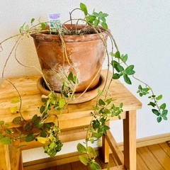 【ハーブ植物】キャットミントの画像