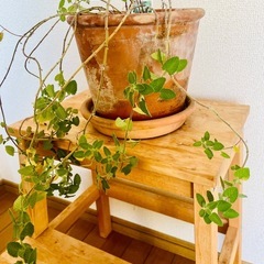 【ハーブ植物】キャットミントの画像