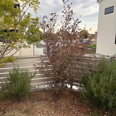 　予約決定　破格　トキワマンサクの画像