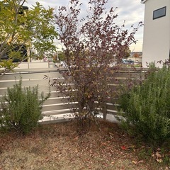 　予約決定　破格　トキワマンサクの画像