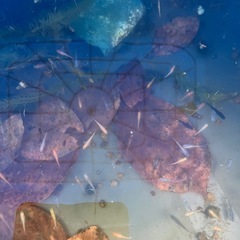 12月6日 🐟メダカ掬い開催🐟 秦野市内 掬えなくても最低3匹補償付きの画像