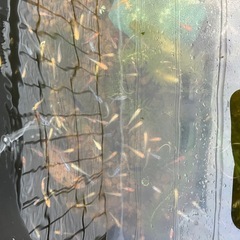 12月6日 🐟メダカ掬い開催🐟 秦野市内 掬えなくても最低3匹補償付きの画像