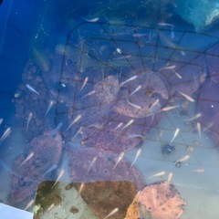 12月6日 🐟メダカ掬い開催🐟 秦野市内 掬えなくても最低3匹補償付きの画像