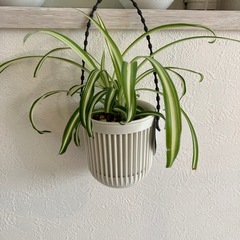 【観葉植物】オリヅルラン　吊り鉢付きの画像