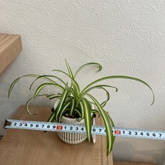 【観葉植物】オリヅルラン　吊り鉢付きの画像