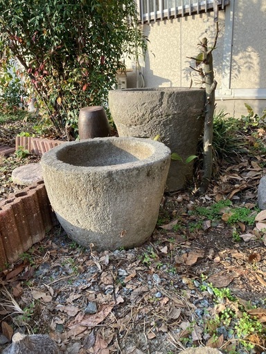 96猫様ご購入苗㉖-24㉖-25㉖-32クリスマスローズ