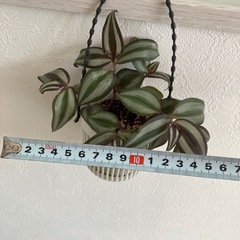 決まりました【観葉植物】　トラディスカンティア　セブリナの画像