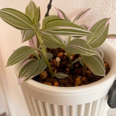 【観葉植物】トラディスカンティアラベンダーの画像