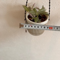 【観葉植物】トラディスカンティアラベンダーの画像