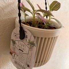 【観葉植物】トラディスカンティアラベンダーの画像
