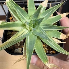 【値下】アロエ ポリフィラ 錦　斑入り　微発根　ポリフィラ錦 ポリフィラ斑入りの画像