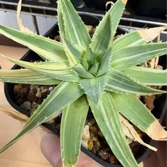 【値下】アロエ ポリフィラ 錦　斑入り　微発根　ポリフィラ錦 ポリフィラ斑入りの画像