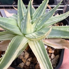 【値下】アロエ ポリフィラ 錦　斑入り　微発根　ポリフィラ錦 ポリフィラ斑入りの画像