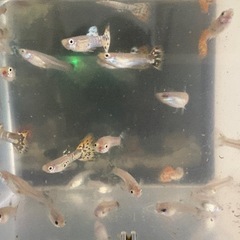 MIXグッピー 20匹 無料の画像