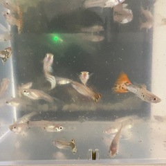 MIXグッピー 20匹 無料の画像