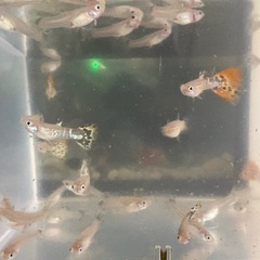 MIXグッピー 20匹 無料の画像