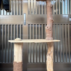 天然木製　完全手作り　キャットタワー　匠の画像