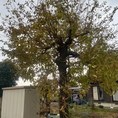 【なんじもんじゃ】の木の画像