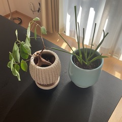 観葉植物 2点セット ガジュマル  の画像