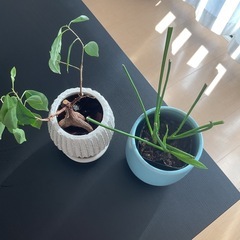 観葉植物 2点セット ガジュマル  の画像