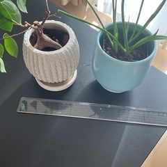 観葉植物 2点セット ガジュマル  の画像