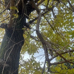 【なんじもんじゃ】の木の画像