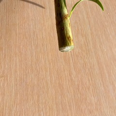 【観葉植物】ゴムの木の画像