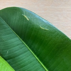 【観葉植物】ゴムの木の画像