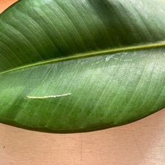 【観葉植物】ゴムの木の画像