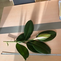 【観葉植物】ゴムの木の画像