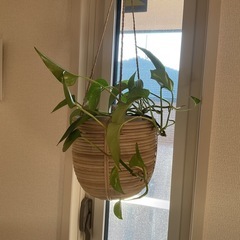 取引中　観葉植物 ハンギング ポトス  の画像